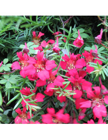 Tropaeolum speciosum (3lt)