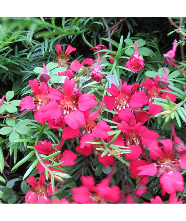 Tropaeolum speciosum (3lt)