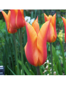 Tulipa Ballerina (18 x bulb)
