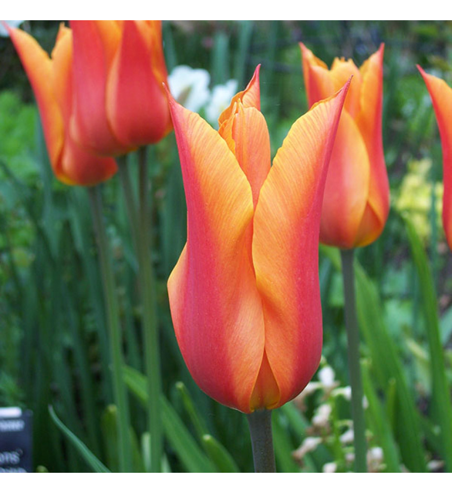 Tulipa Ballerina (18 x bulb)