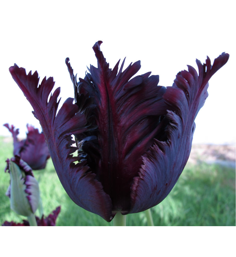 Tulipa Black Parrot (bulb)