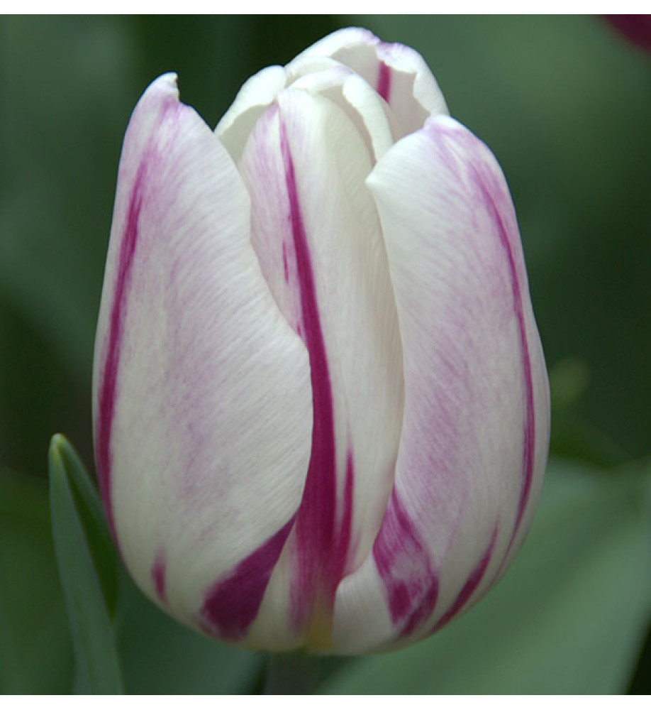 Tulipa Flaming Flag (18 x bulbs)
