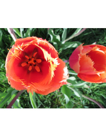 Tulipa Ballerina (18 x bulb)