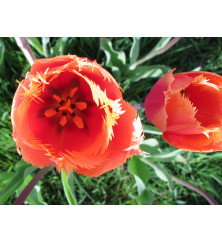 Tulipa Purissima potted bulb (1lt)