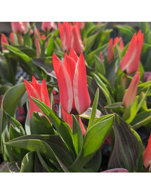 Tulipa Pinocchio (Bag of 10)