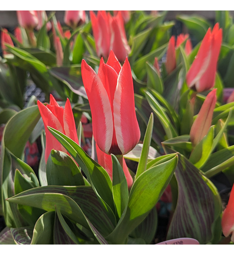 Tulipa Pinocchio (Bag of 10)