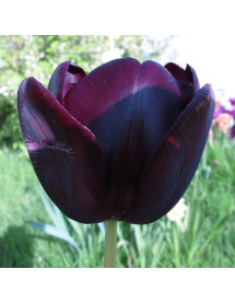 Tulipa Queen of The Night (18 x bulb)