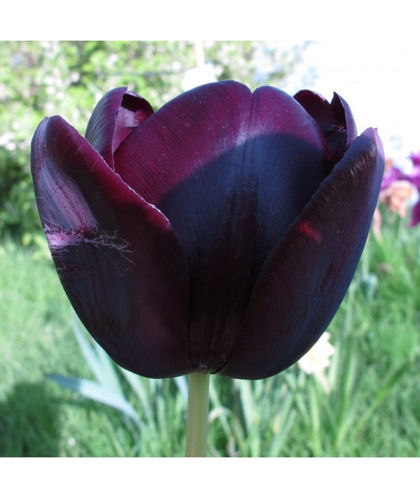 Tulipa Queen of The Night (9cm)