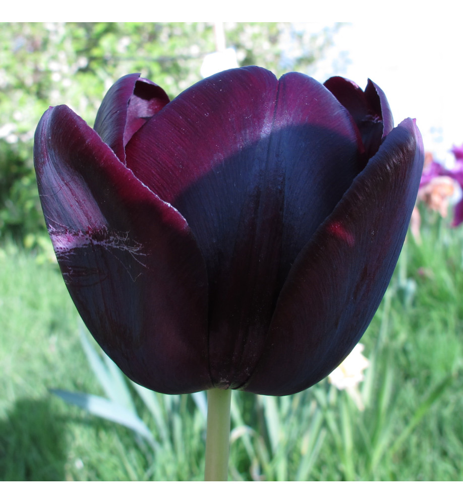 Tulipa Queen of The Night (18 x bulb)