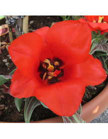 Tulipa Red Riding Hood (9cm)