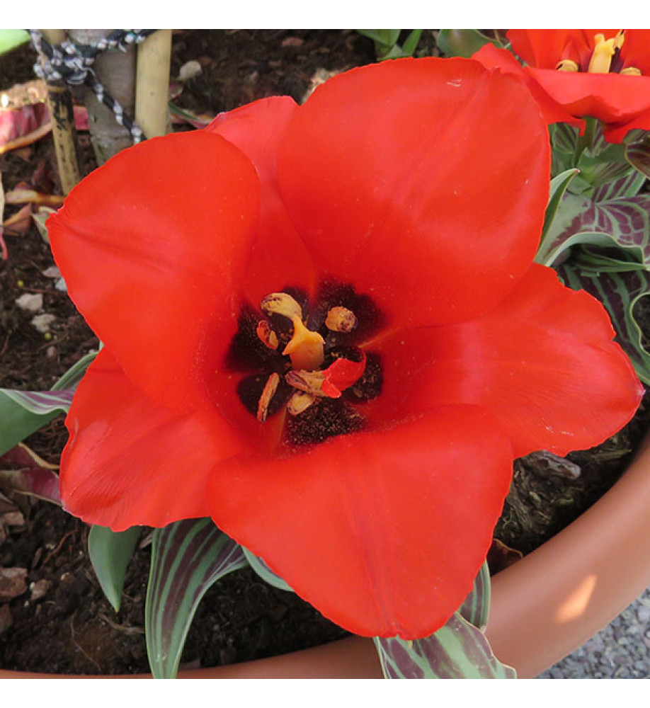 Tulipa Red Riding Hood (9cm)