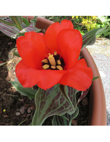 Tulipa Red Riding Hood (9cm)