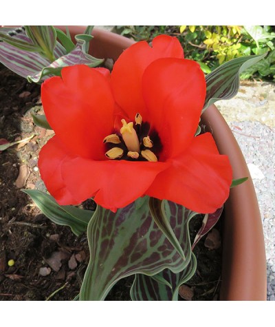 Tulipa Red Riding Hood (20 x bulbs)