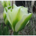 Tulipa Spring Green (1 x bulb)