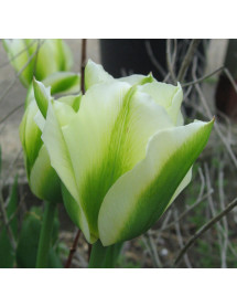 Tulipa Spring Green (Bag of 10)