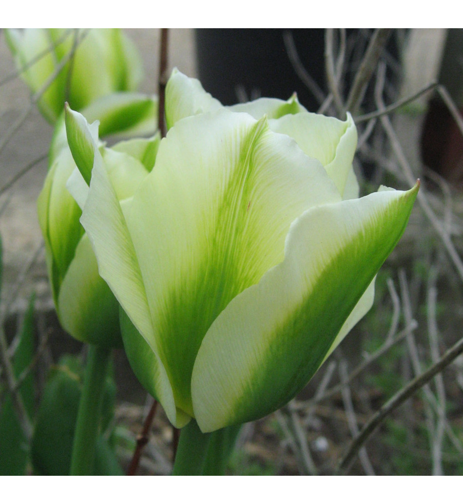 Tulipa Spring Green (Bag of 10)