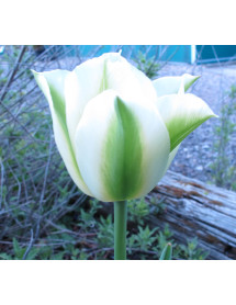 Tulipa Spring Green (Bag of 10)