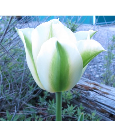 Tulipa Spring Green (1 x bulb)