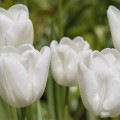 Tulipa White Dream (20 x bulb)