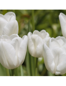 Tulipa White Dream (10 x bulb)