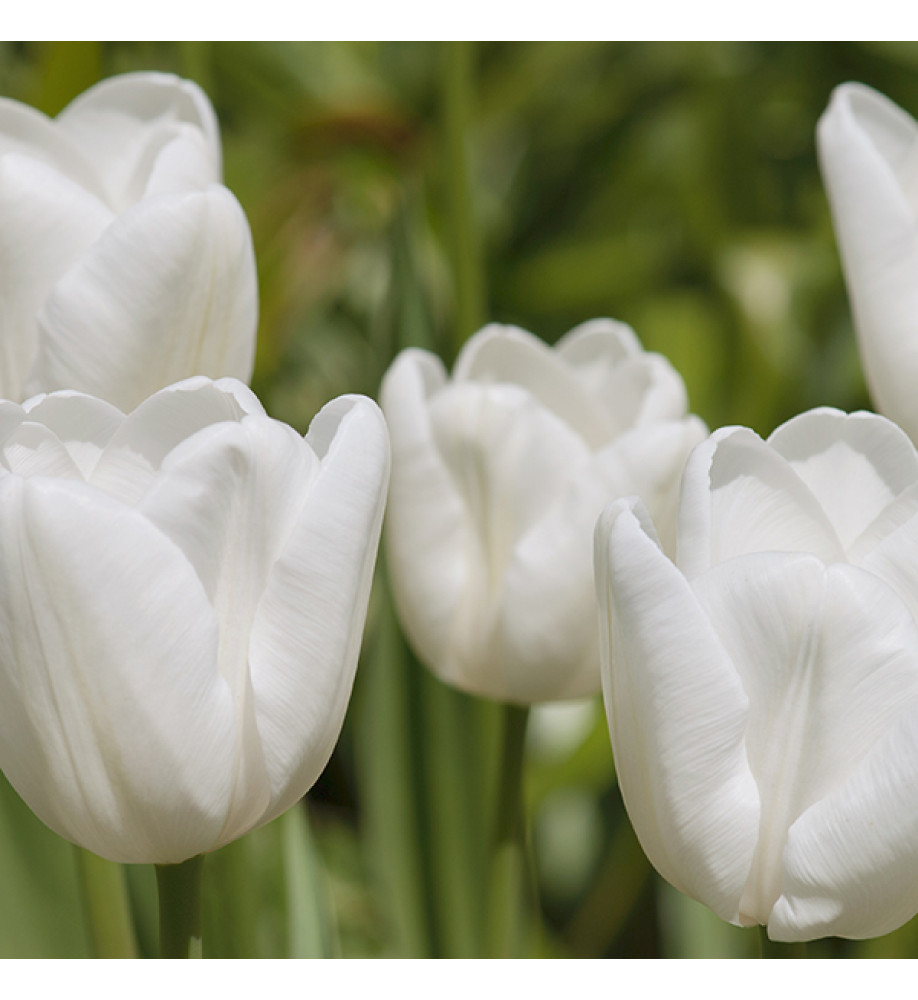 Tulipa White Dream (10 x bulb)
