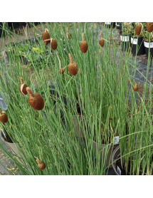 Typha minima