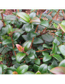 Ugni molinae Villarica Strawberry (5lt)