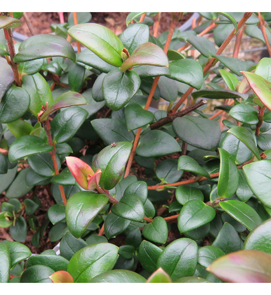 Ugni molinae Villarica Strawberry (5lt)