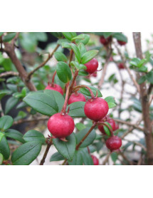Ugni molinae Villarica Strawberry (5lt)