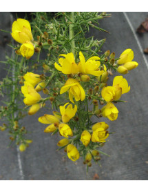 Ulex europaeus Flore Pleno (7.5lt)