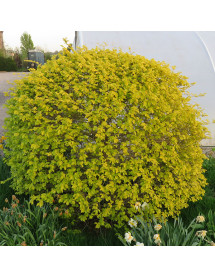 Ulmus pumila Beijing Gold (3lt)