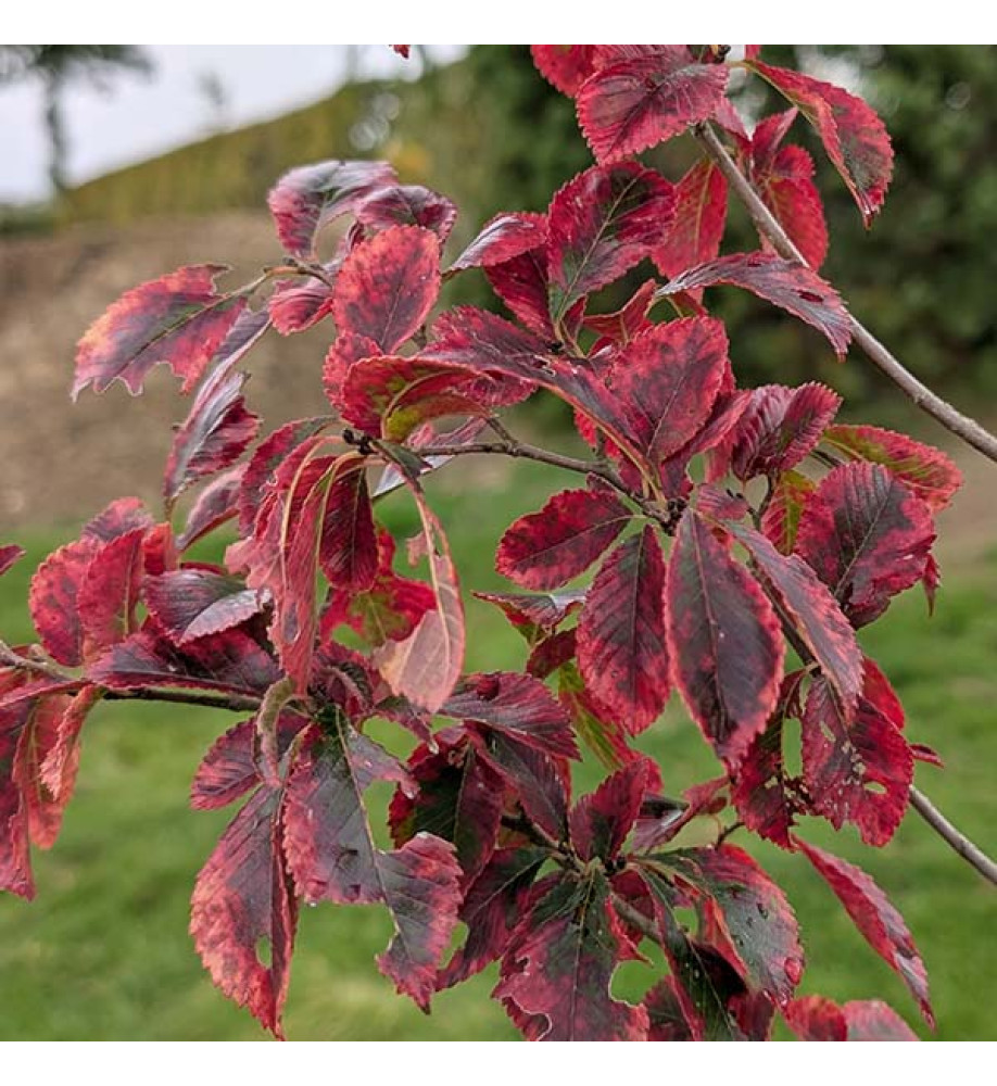 Ulmus Frontier (12lt)