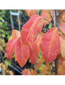 Ulmus x hollandica Pioneer (12lt) Ulmus x hollandica Pioneer (12lt)