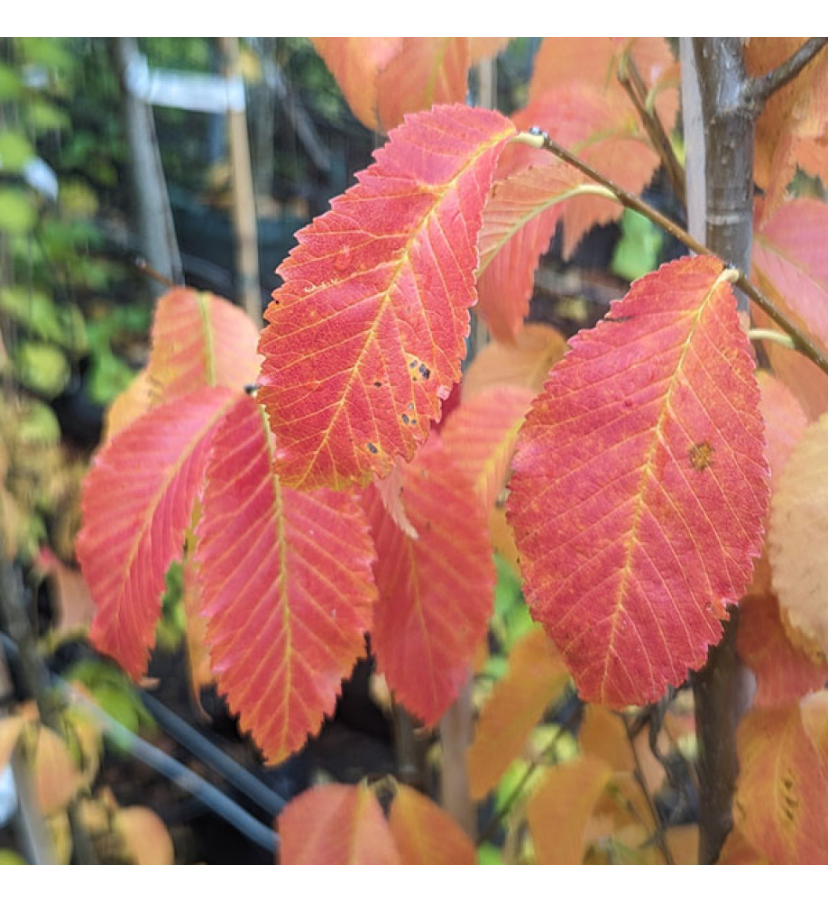 Ulmus x hollandica Pioneer (12lt)