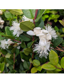 Luma apiculata (12lt) Luma apiculata (12lt)