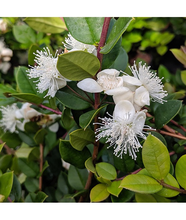 Luma apiculata (7.5lt)