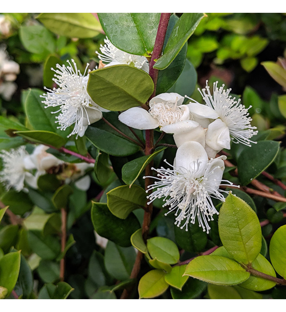 Luma apiculata (12lt) Luma apiculata (12lt)