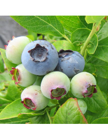 Vaccinium corymbosum Duke (3lt)