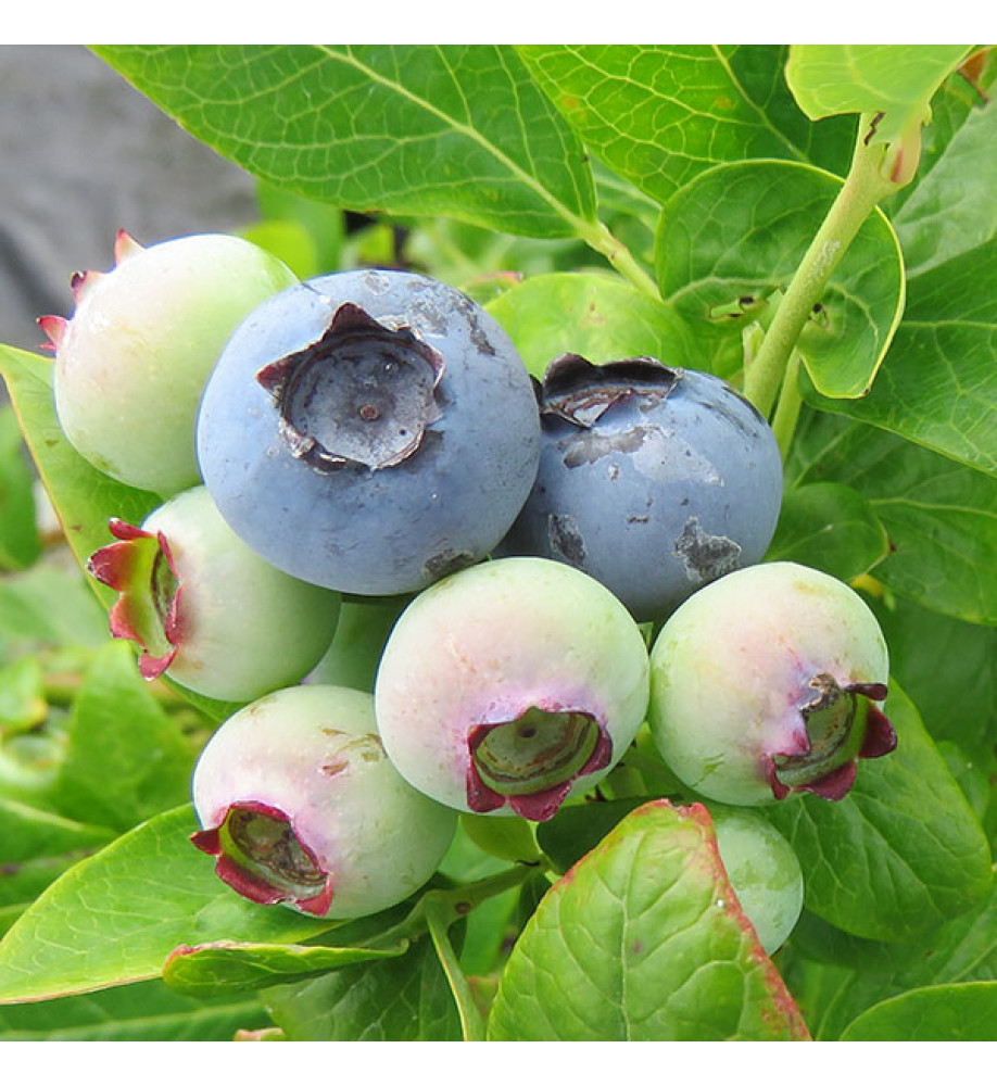 Vaccinium corymbosum Duke (3lt)