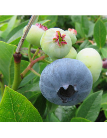 Vaccinium corymbosum Patriot (3lt)