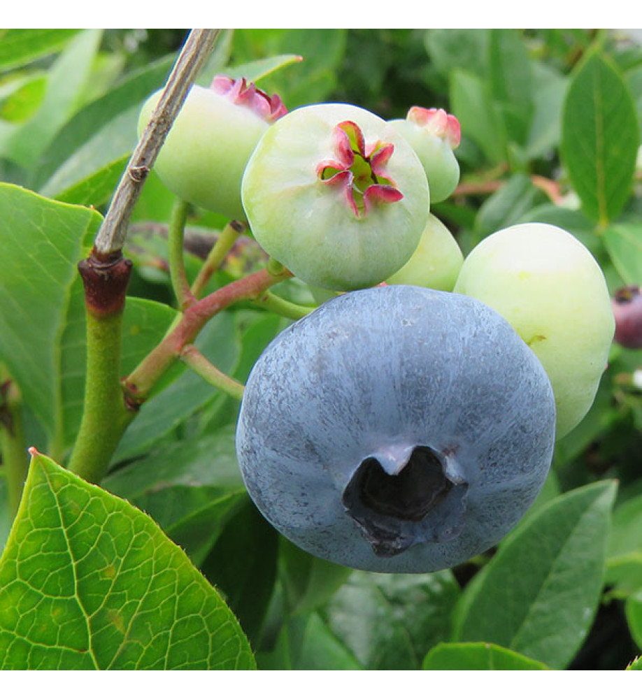 Vaccinium corymbosum Patriot (3lt)