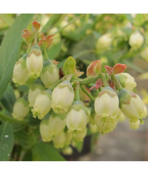 Vaccinium corymbosum Pink Lemonade (3lt)