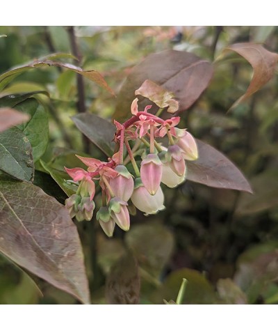 Vaccinium corymbosum Spartan (4.5lt)