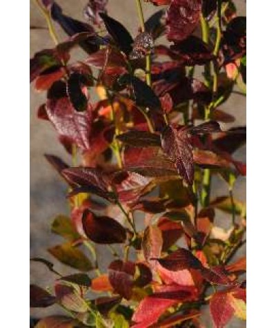 Vaccinium Bluejay (3lt)