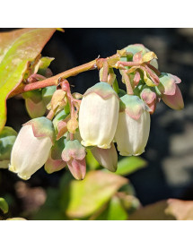 Vaccinium corymbosum Duke (3lt) Vaccinium corymbosum Duke (3lt)