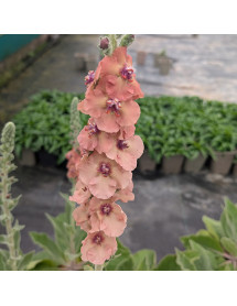 Verbascum Helen Johnson (1.5lt)