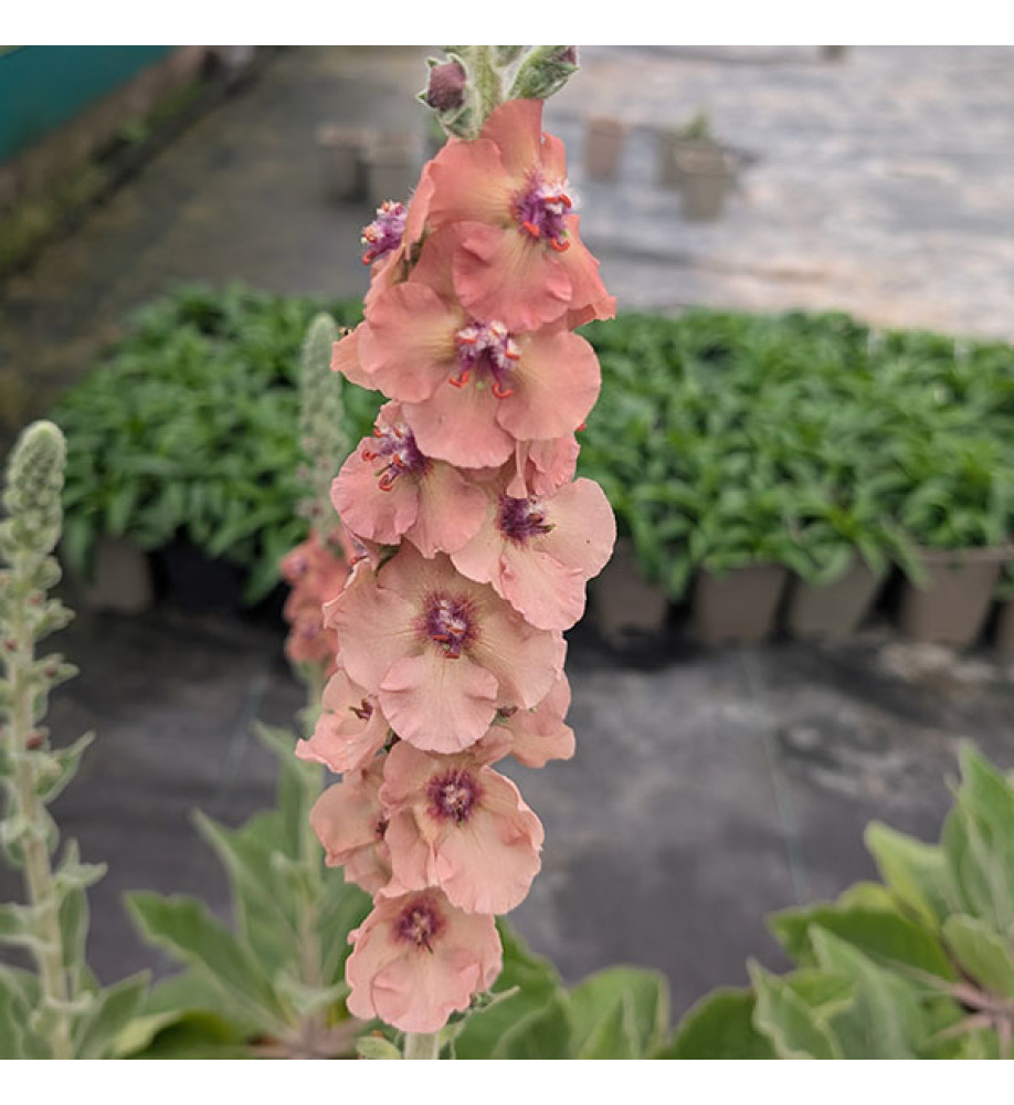 Verbascum Helen Johnson (1.5lt)
