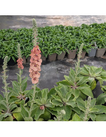 Verbascum Helen Johnson (1.5lt)