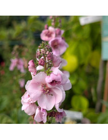 Verbascum Lavender Lass (1lt) Verbascum Lavender Lass (1lt)
