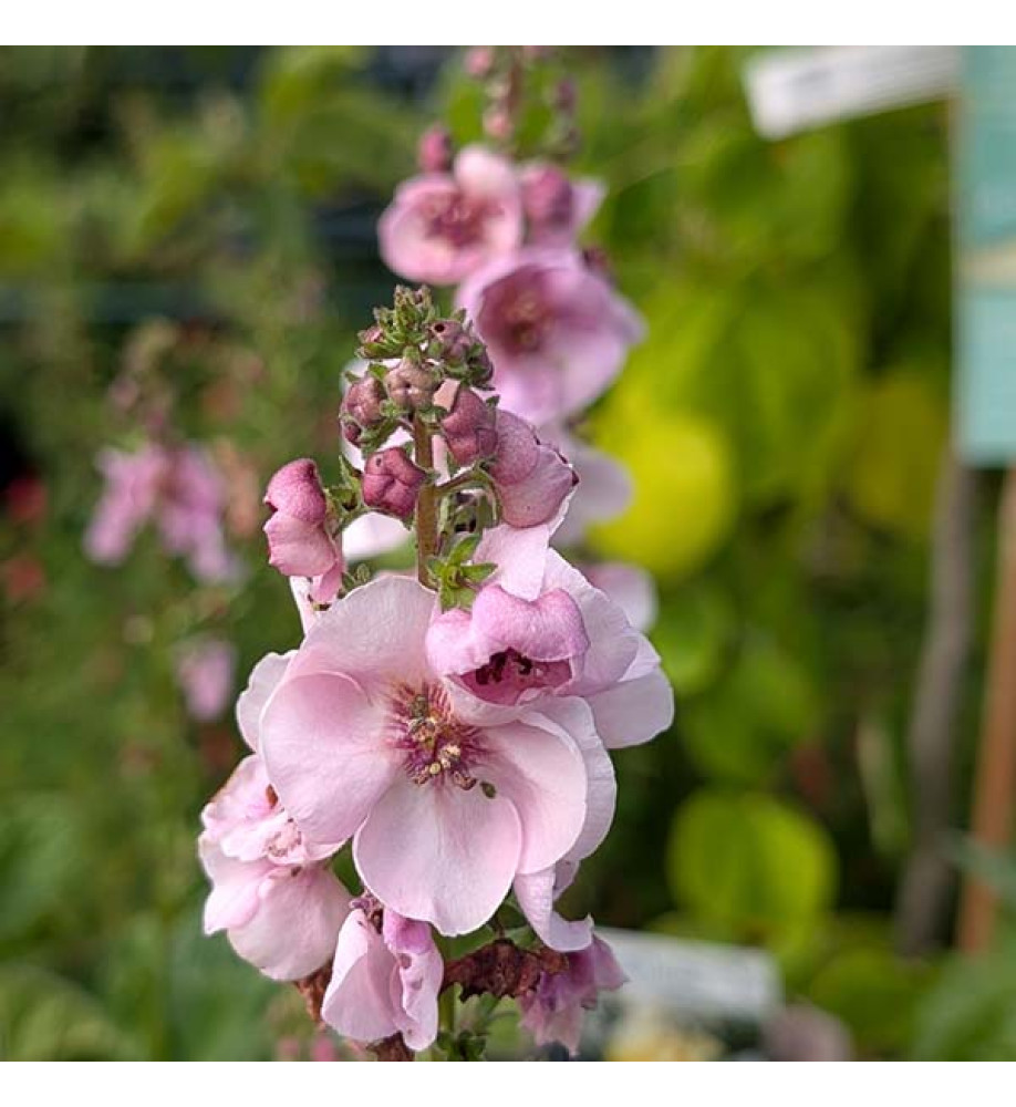 Verbascum Lavender Lass (1lt)